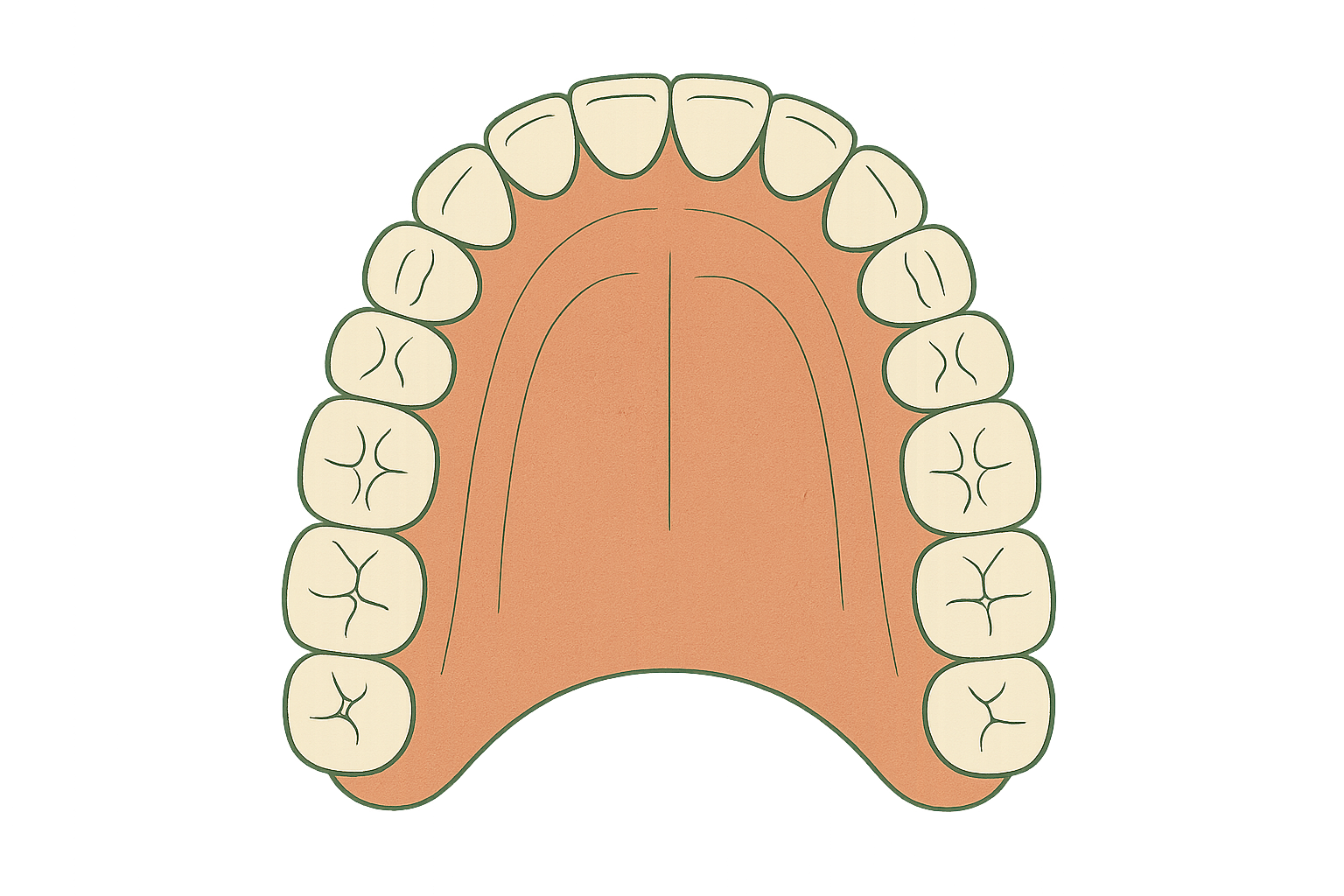 An aligned, broad dental arch after treatment