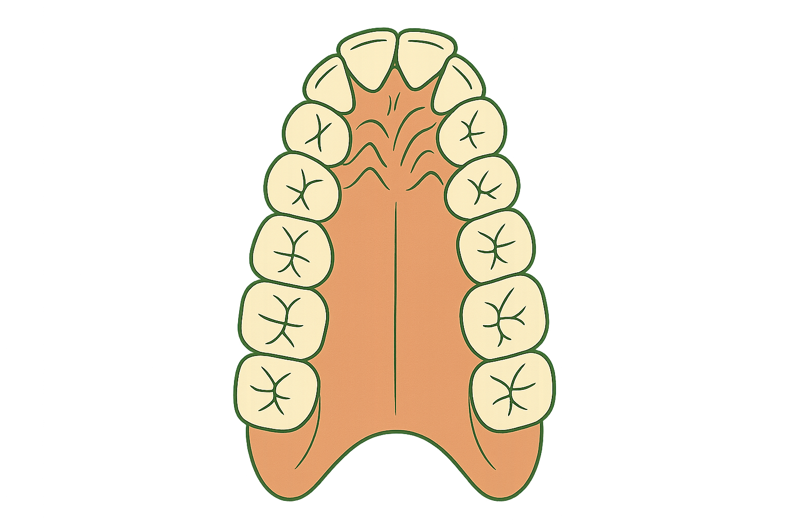 A crowded, narrow dental arch before treatment
