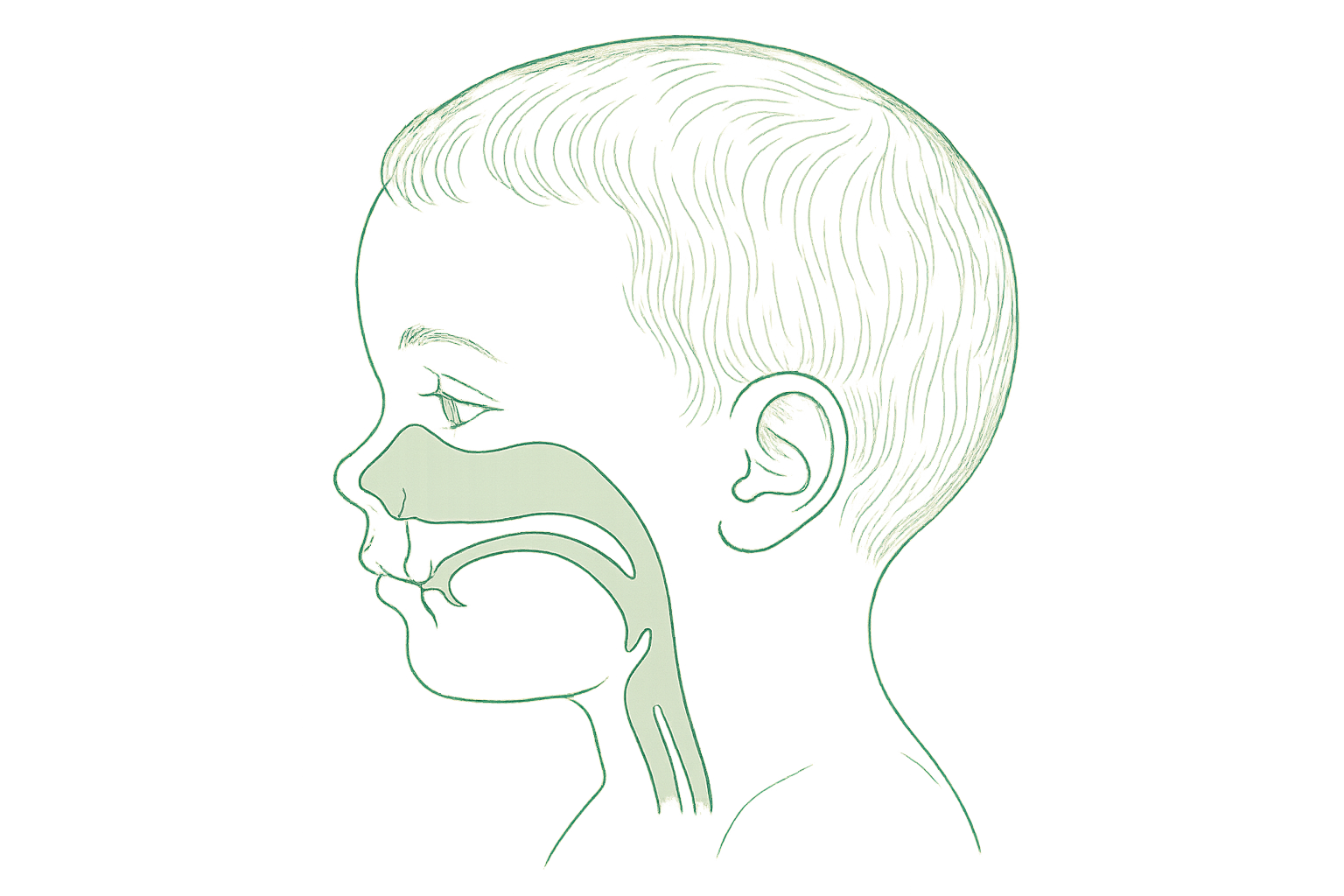 Side-profile line illustration of a child's airway, the nasal and pharyngeal passage drawn in sage