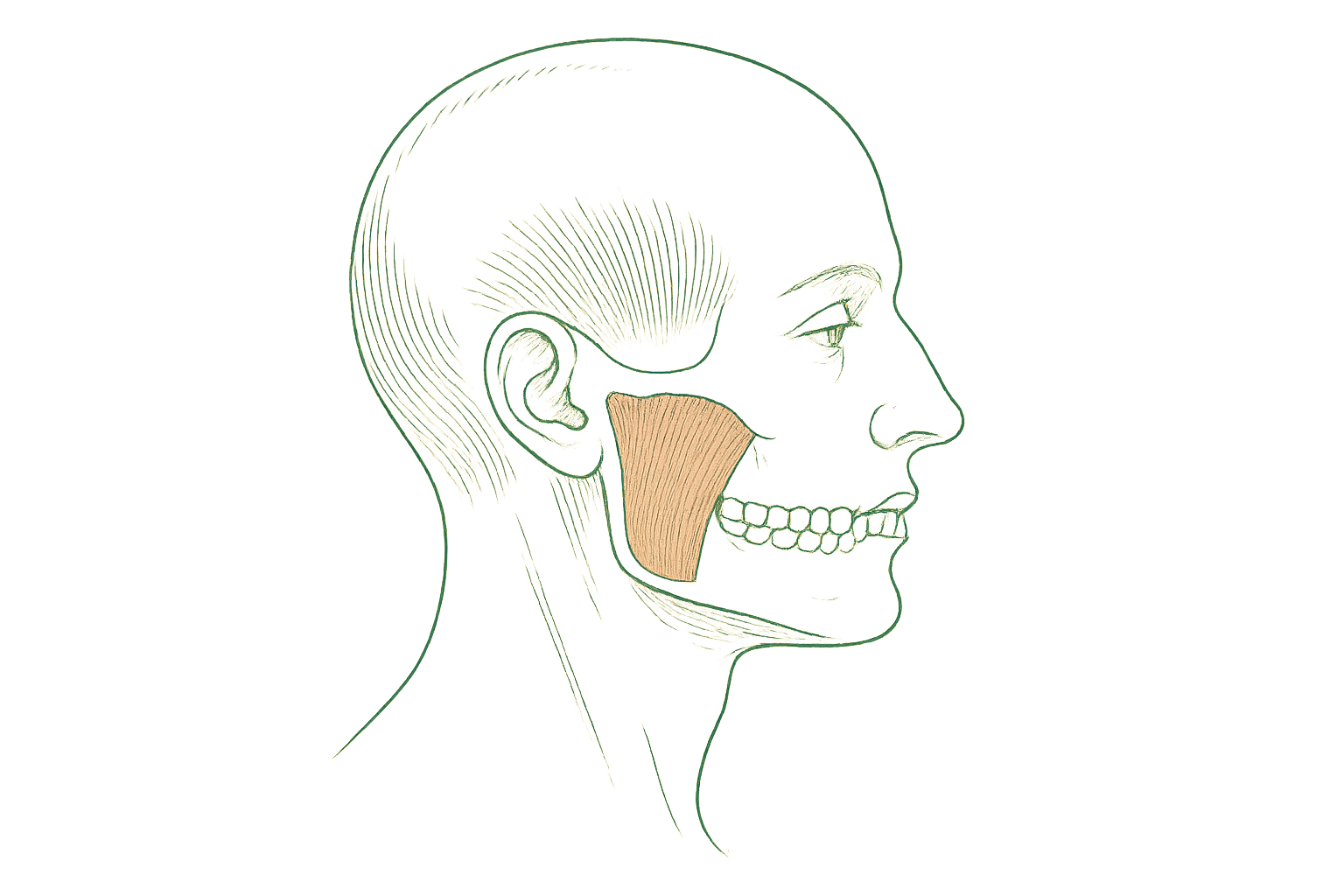 Editorial line illustration of the jaw clenching muscle