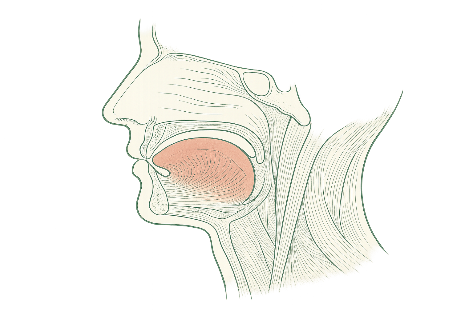 Editorial line illustration of the tongue and facial muscles