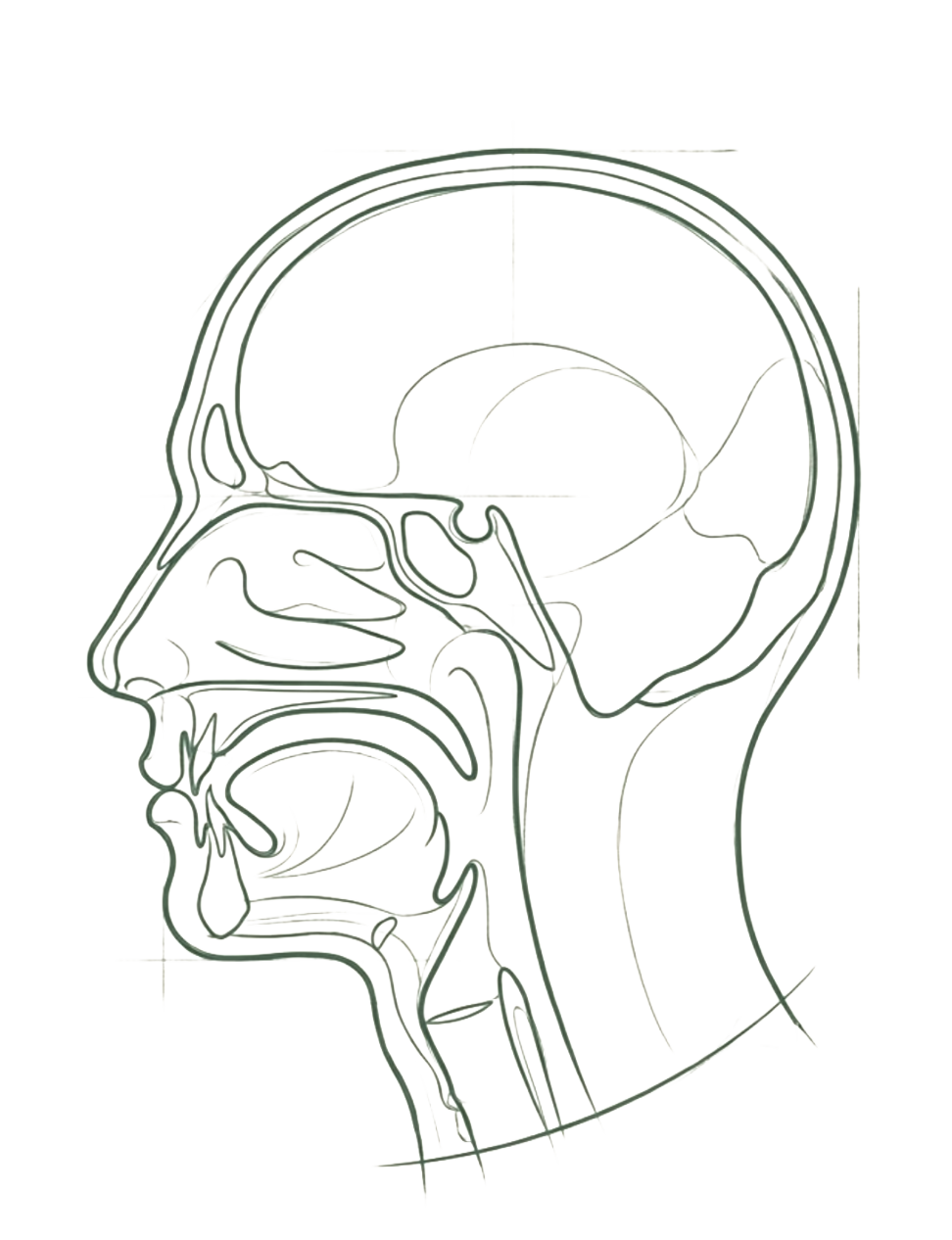 Craniofacial line illustration