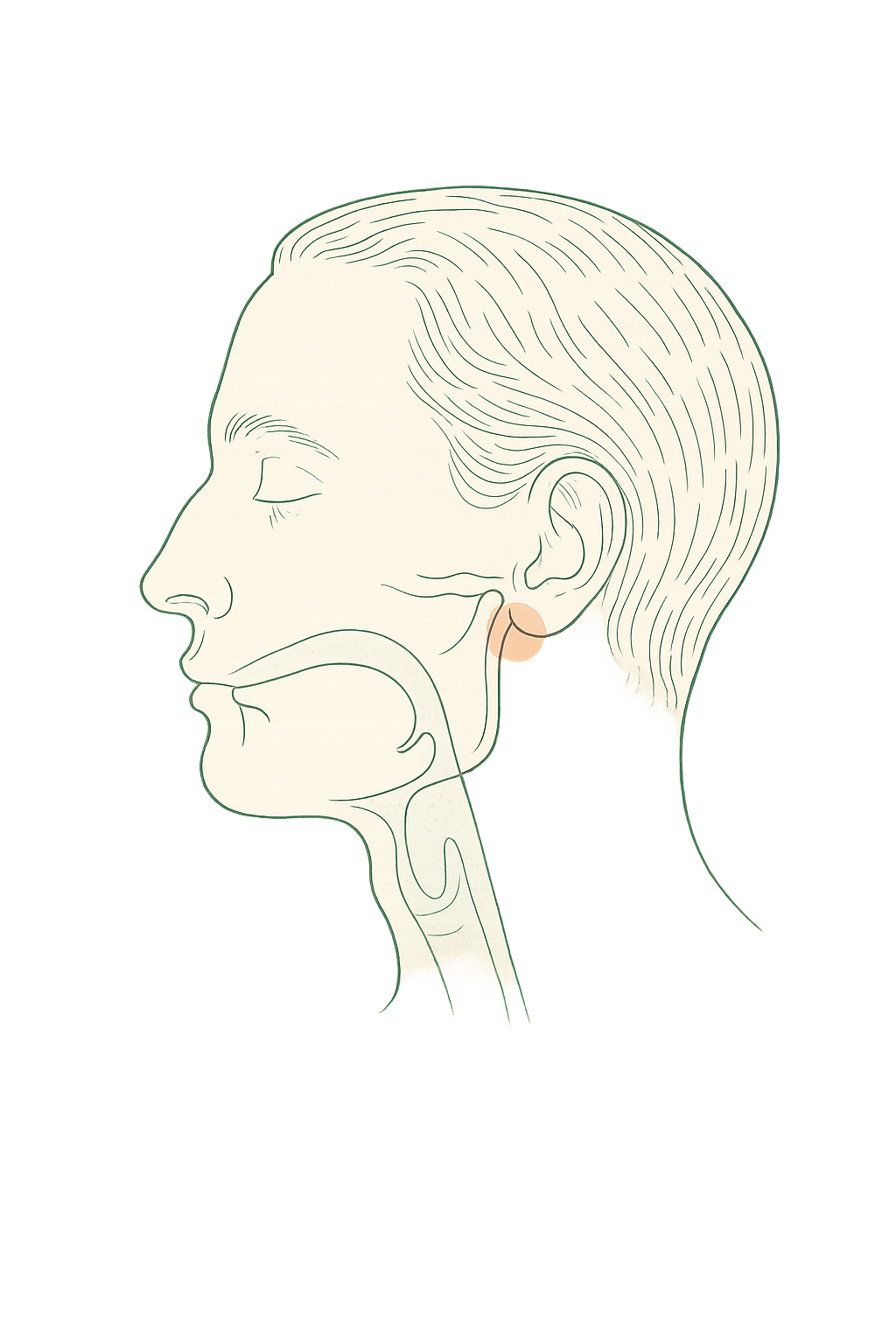 Line illustration of an adult head in profile with the jaw and temporomandibular joint highlighted