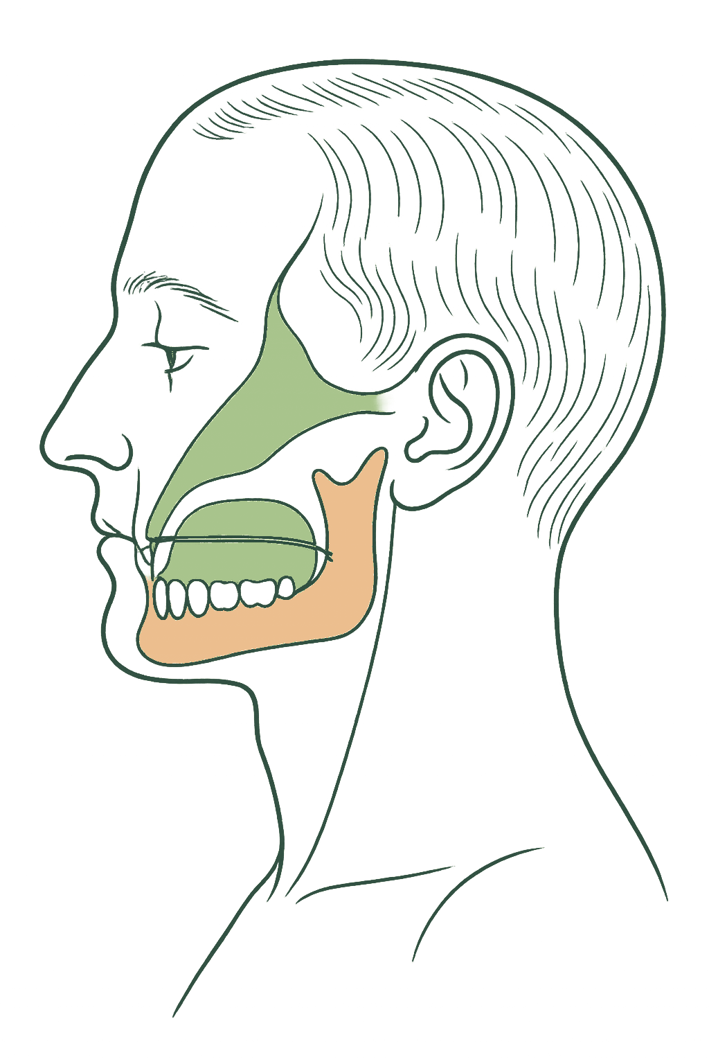 Line illustration of a head in profile with the jaw and upper airway highlighted
