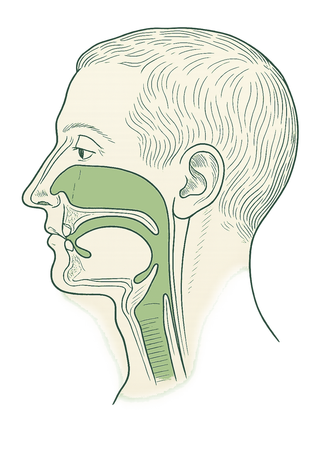 Line illustration of a head in profile with the palate and nasal airway highlighted