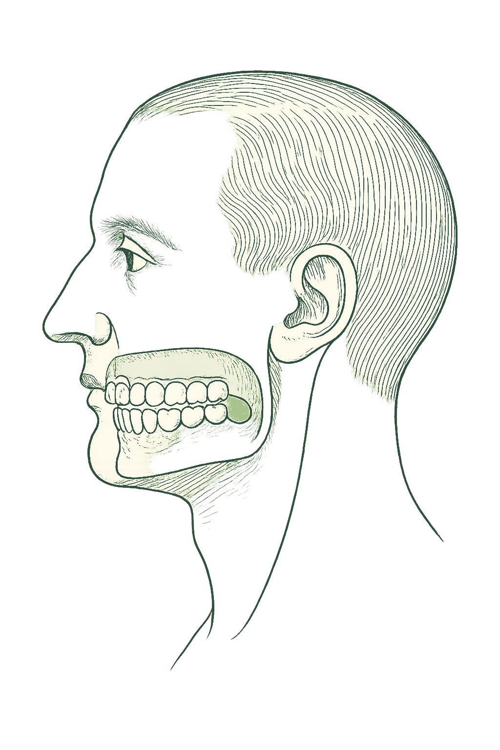 Line illustration of a head in profile with the dental arch and teeth highlighted