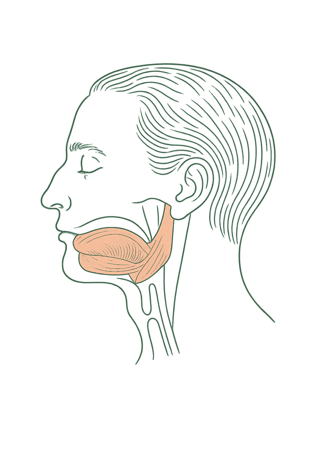 Editorial line illustration of a head in profile with the tongue and oral muscles highlighted